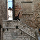 vladimir, 53